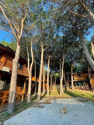 Mikpritja Velipoje 2